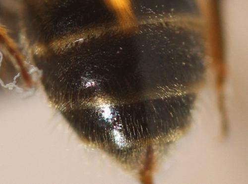 Evylaeus sp.
